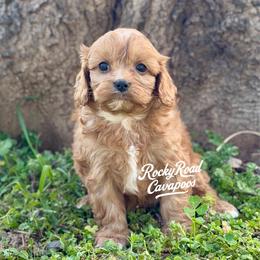 Silk - Red female Cavapoo puppy in Nashville, Arkansas from Rocky Road Puppies