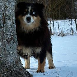Big Booty Judy - Miniature Australian Shepherd