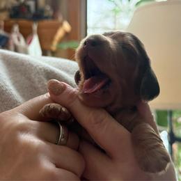 Carmella - Dapple female Dachshund puppy in Batavia, Illinois from Sandra's Dachshunds