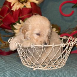 Goldendoodle Puppies from Toneytails Doodles