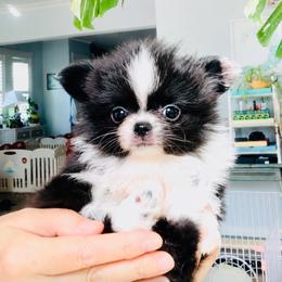 Bambi Doll, price 12000 - Black and white female Chihuahua puppy in Santa Rosa Beach, Florida from Eva's Chihuahua