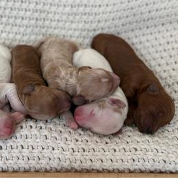 Female 3 - Parti female Goldendoodle puppy in Modesto, California from Central Valley Canine Companions