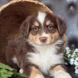 Cora- Has Tail and Videos - Red tri-color female Australian Shepherd puppy in Troy, South Carolina from Lana Corley- Australian Shepherds of 3/W Farms