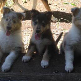Collie Puppies from Arabella Collies