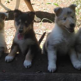 Collie Puppies from Arabella Collies