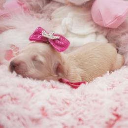 Paddy - Cream female Dachshund puppy in Big Rapids, Michigan from 30 Acre Woods Dachshunds
