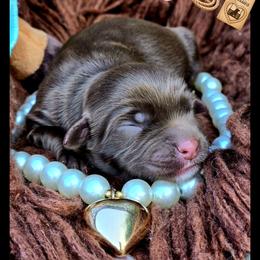 Hayleigh - Price 1650 - Brown and white female Aussiedoodle puppy in Ennis, Texas from God’s Little Aussies