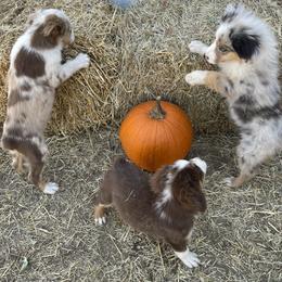 Miniature Australian Shepherd Puppies from Wild Outlaw Aussies