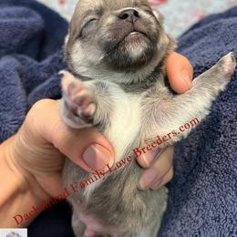 Sterling - Fawn and white male Chihuahua puppy in Chino Valley, Arizona from Dachshund Family Love Breeders