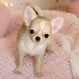 Glimmer - Cream female Chihuahua puppy in Bucks County, Pennsylvania from Sweet Bean Chihuahuas