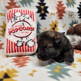 Light pink collar - Sable female German Shepherd puppy in Ramsey, Illinois from Haus-Farr German Shepherds