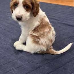 Goldendoodle Puppies from Cali Doodles