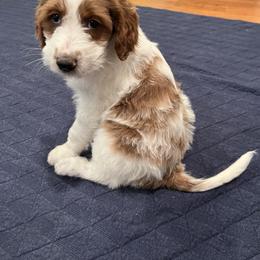 Goldendoodle Puppies from Cali Doodles