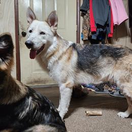 German Shepherd All Grown Up from Vom Haus Myers German Shepherds
