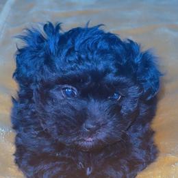 Daisy - Black and white female Shihpoo puppy in Cane Savannah, South Carolina from Dws_kennelservices