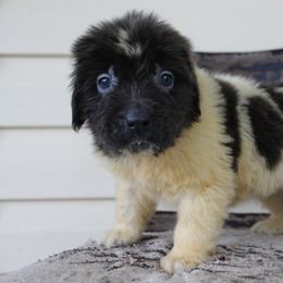 Sweet Pea - White and gray female Newfoundland puppy in Brundidge, Alabama from Grinnell Newfoundland