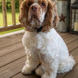 Daisy - Cocker Spaniel