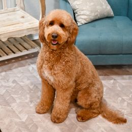 Tessa - Bernedoodle