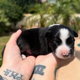 Bolt - Black tri male Miniature American Shepherd puppy in Tucson, Arizona from Outlaw Minis