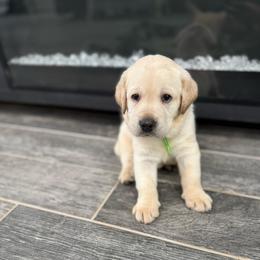 Green collar - Yellow male Labrador Retriever puppy in Wittmann, Arizona from Wranglin Farms