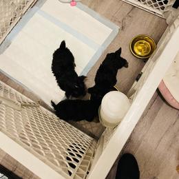 Yorkshire Terrier Puppies from The Moore Dior Line