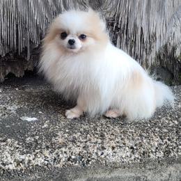 Mini - Cream female Pomeranian puppy in Brooklyn, New York from Svitlana's Pomeranians