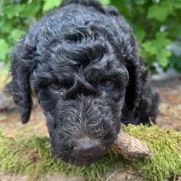 Theodore - Blue male Poodle puppy in Shoreline, Washington from Fluffy Poodles