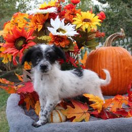 Domino - Black tri-color male Aussiedoodle puppy in Hopkins, Missouri from Mowry Creek Mini Aussiedoodles and More