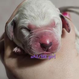 Purple - White and black female Dalmatian puppy in Conrath, Wisconsin from JSF Dalmatians LLC