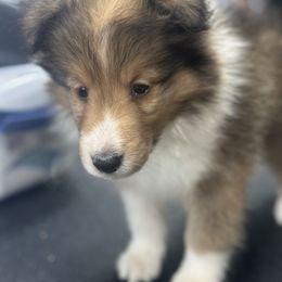 Aphrodite - Sable and white female Shetland Sheepdog puppy in New York from Adiame Kennels