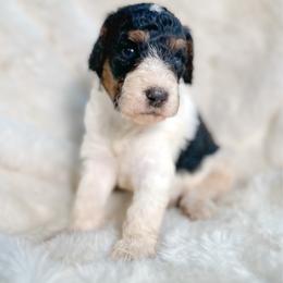 Angus - Tri-color male Bernedoodle puppy in Osage City, Kansas from Golden Ridge Goldens
