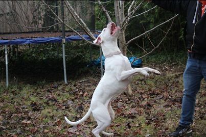 Dogo jumping