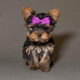 Sophia - Black and gold female Yorkshire Terrier puppy in San Diego, California from BC Breeders Association