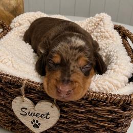 Uncle Luke - Chocolate and tan male Dachshund puppy in Searcy, Arkansas from Sykes Pups
