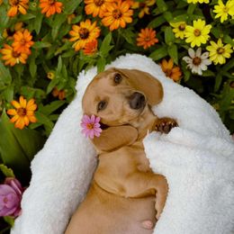Belle - Dachshund