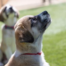 Anatolian Shepherd Dog Puppies from Fiddler’s Dream Anatolians