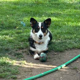 Mazikeen - Cardigan Welsh Corgi