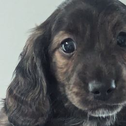Boy 2 - Dachshund puppy in Homosassa, Florida from Foxies Doxies