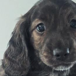 Boy 2 - Dachshund puppy in Homosassa, Florida from Foxies Doxies