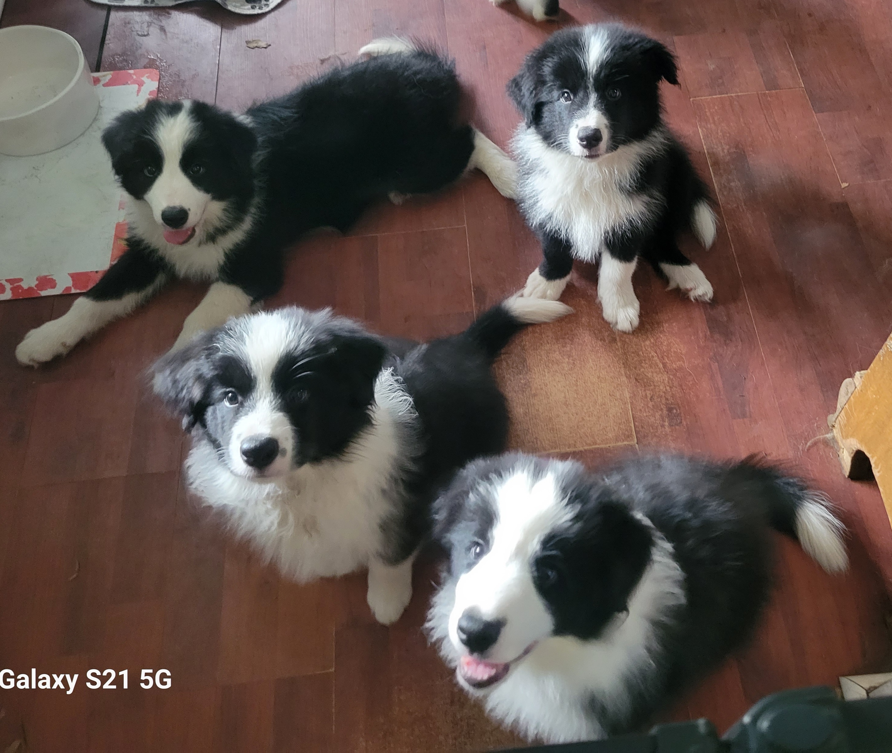 Border Collies from Lucky For You Floridian Border Collies