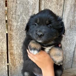 Maleficent - Black tri-color female Australian Shepherd puppy in Whitwell, Tennessee from Owl Hollow Farm