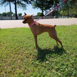 Lina - Miniature Pinscher