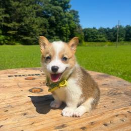 Yellow Collar - Red female Pembroke Welsh Corgi puppy in Boaz, Alabama from Brumblow’s Kennel