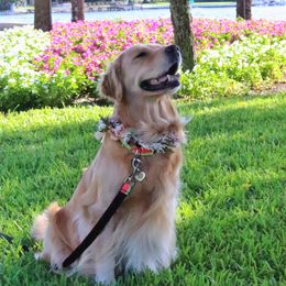 Harper Grace - Golden Retriever
