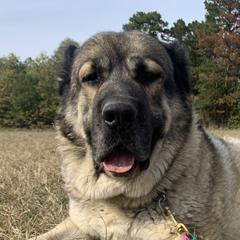 Gazan - Armenian Gampr