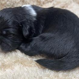 FULL AKC SOCKS - Black male Pekingese puppy in Hustontown, Pennsylvania from Triple I Pekes