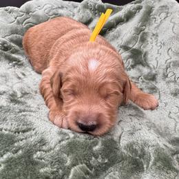Ziggy (Yellow Collar) - Apricot male Goldendoodle puppy in Millersburg, Ohio from Millersburg Paws, LLC.