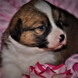 Pembroke Welsh Corgi Puppies from Larrchelle's Corgi's