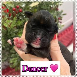 Dancer - Brindle female Boxer puppy in Greenwell Springs, Louisiana from Bayou Boxer Haus - Baton Rouge Boxers