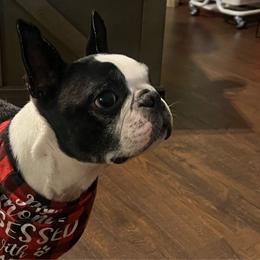 Bandit - Boston Terrier